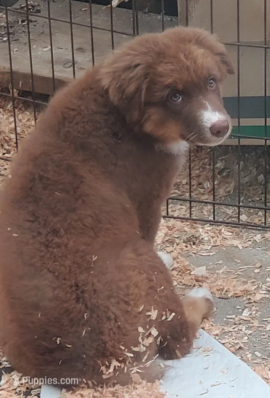 Vanessa – Australian Shepherd puppy for sale in Scappoose, OR