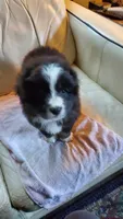 Arlene, a female Australian Shepherd for sale in Scappoose, OR – 2 of 5