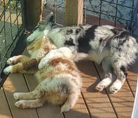 Debbie, a female Australian Shepherd for sale in Scappoose, OR – 4 of 7