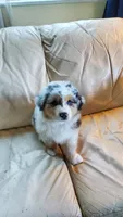 Jimmy, a male Australian Shepherd for sale in Scappoose, OR – 3 of 3