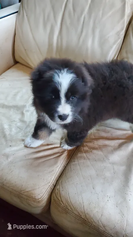 Arlene – Australian Shepherd puppy for sale in Scappoose, OR