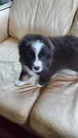 Arlene, a female Australian Shepherd for sale in Scappoose, OR – 1 of 5