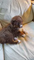 Vanessa, a female Australian Shepherd for sale in Scappoose, OR – 5 of 6