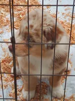 Debbie, a female Australian Shepherd for sale in Scappoose, OR – 2 of 7
