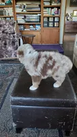 Debbie, a female Australian Shepherd for sale in Scappoose, OR – 2 of 3