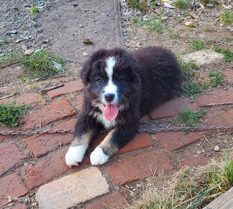Arlene – Australian Shepherd puppy for sale in Scappoose, OR