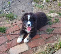 Arlene, a female Australian Shepherd for sale in Scappoose, OR – 1 of 9