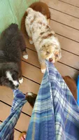 Arlene, a female Australian Shepherd for sale in Scappoose, OR – 4 of 9