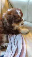 Val, a male Australian Shepherd for sale in Scappoose, OR – 3 of 5