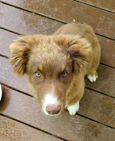 Vanessa, a female Australian Shepherd for sale in Scappoose, OR – 2 of 6