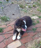 Arlene, a female Australian Shepherd for sale in Scappoose, OR – 2 of 9