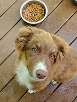 Vanessa, a female Australian Shepherd for sale in Scappoose, OR – 1 of 6