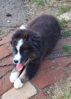 Arlene, a female Australian Shepherd for sale in Scappoose, OR – 3 of 9
