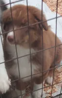 Vanessa, a female Australian Shepherd for sale in Scappoose, OR – 4 of 9