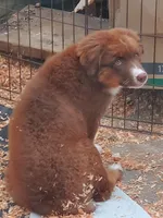 Vanessa, a female Australian Shepherd for sale in Scappoose, OR – 3 of 9