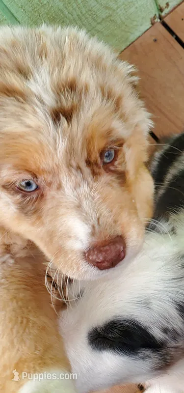 Debbie – Australian Shepherd puppy for sale in Scappoose, OR
