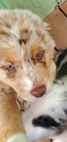 Debbie, a female Australian Shepherd for sale in Scappoose, OR – 1 of 7