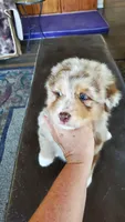 Debbie, a female Australian Shepherd for sale in Scappoose, OR – 3 of 3