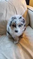 Jimmy, a male Australian Shepherd for sale in Scappoose, OR – 1 of 3