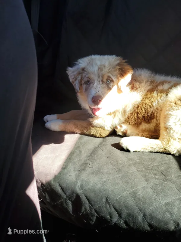 Debbie – Australian Shepherd puppy on hold in Scappoose, OR