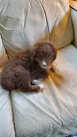 Vanessa, a female Australian Shepherd for sale in Scappoose, OR – 2 of 3