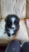 Arlene, a female Australian Shepherd for sale in Scappoose, OR – 3 of 5