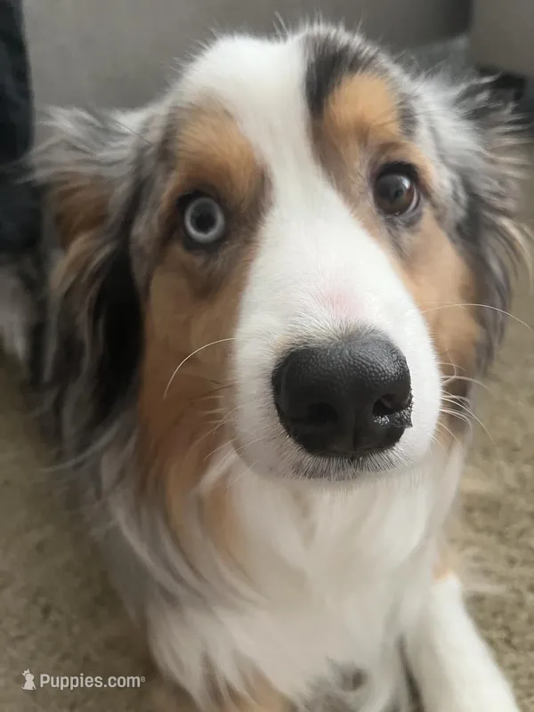 Jax – Miniature Australian Shepherd puppy for sale in Scappoose, OR