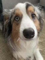 Jax, a male Miniature Australian Shepherd for sale in Scappoose, OR – 1 of 2