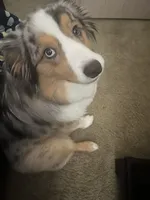 Jax, a male Miniature Australian Shepherd for sale in Scappoose, OR – 2 of 2