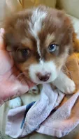 Val, a male Australian Shepherd for sale in Scappoose, OR – 1 of 5