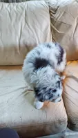 Jimmy, a male Australian Shepherd for sale in Scappoose, OR – 2 of 3
