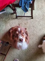 Vanessa, a female Australian Shepherd for sale in Scappoose, OR – 8 of 9