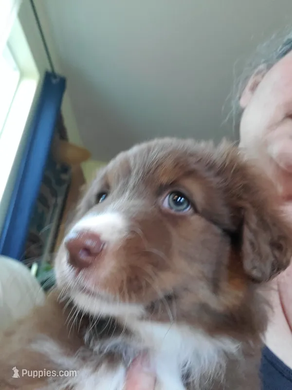 Vanessa – Australian Shepherd puppy for sale in Scappoose, OR