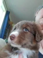 Vanessa, a female Australian Shepherd for sale in Scappoose, OR – 1 of 3