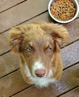 Vanessa, a female Australian Shepherd for sale in Scappoose, OR – 3 of 6