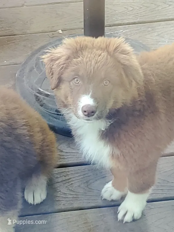 Vanessa – Australian Shepherd puppy for sale in Scappoose, OR