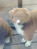 Vanessa, a female Australian Shepherd for sale in Scappoose, OR – 2 of 9