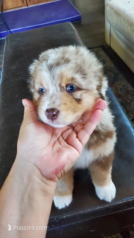 Debbie – Australian Shepherd puppy for sale in Scappoose, OR