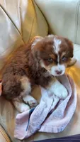 Val, a male Australian Shepherd for sale in Scappoose, OR – 2 of 5