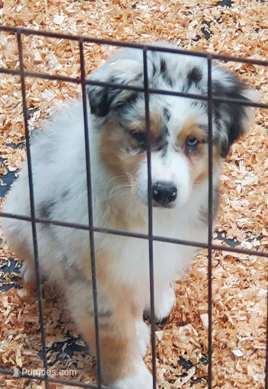 Jimmy – Australian Shepherd puppy for sale in Scappoose, OR