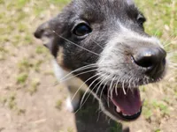 Little boy, a male Australian Cattle Dog and Border Collie for sale in Rosholt, WI – 1 of 5