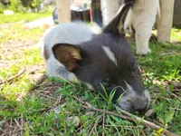 Little boy, a male Australian Cattle Dog and Border Collie for sale in Rosholt, WI – 4 of 5