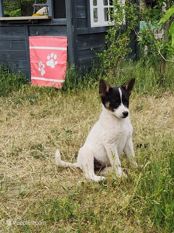 Happy girl – Australian Cattle Dog, Border Collie puppy for sale in Rosholt, WI