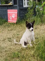 Happy girl, a female Australian Cattle Dog and Border Collie for sale in Rosholt, WI – 7 of 10