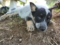 Gentle boy, a male Australian Cattle Dog and Border Collie for sale in Rosholt, WI – 2 of 4