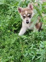 Wolfie boy, a male German Shepherd Dog for sale in Rosholt, WI – 5 of 5