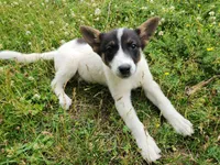 Happy girl, a female Australian Cattle Dog and Border Collie for sale in Rosholt, WI – 2 of 10