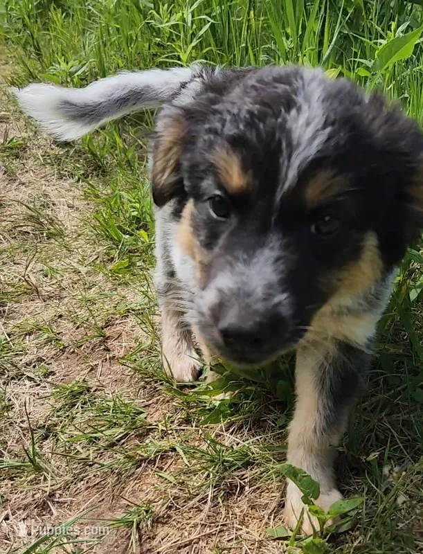 Curly girl – Australian Cattle Dog, Border Collie puppy for sale in Rosholt, WI
