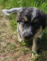 Curly girl, a female Australian Cattle Dog and Border Collie for sale in Rosholt, WI – 8 of 10