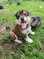 Girl, a female German Shepherd Dog for sale in Rosholt, WI – 6 of 9